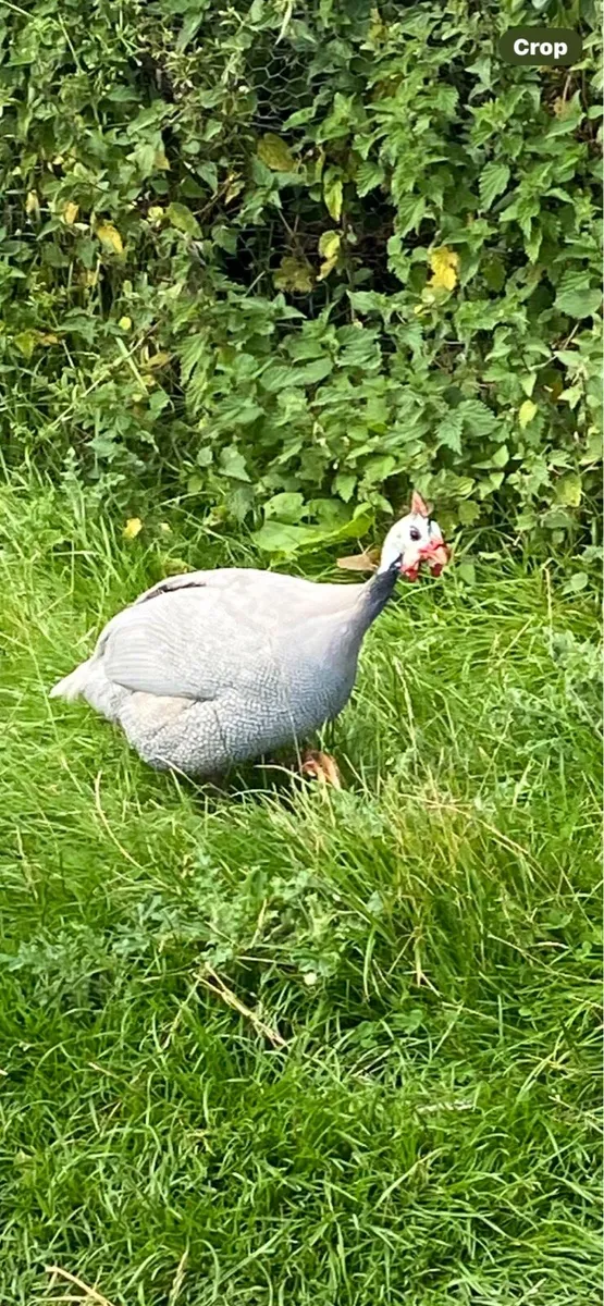 Goslings,Gunieafowl,roosters - Image 3