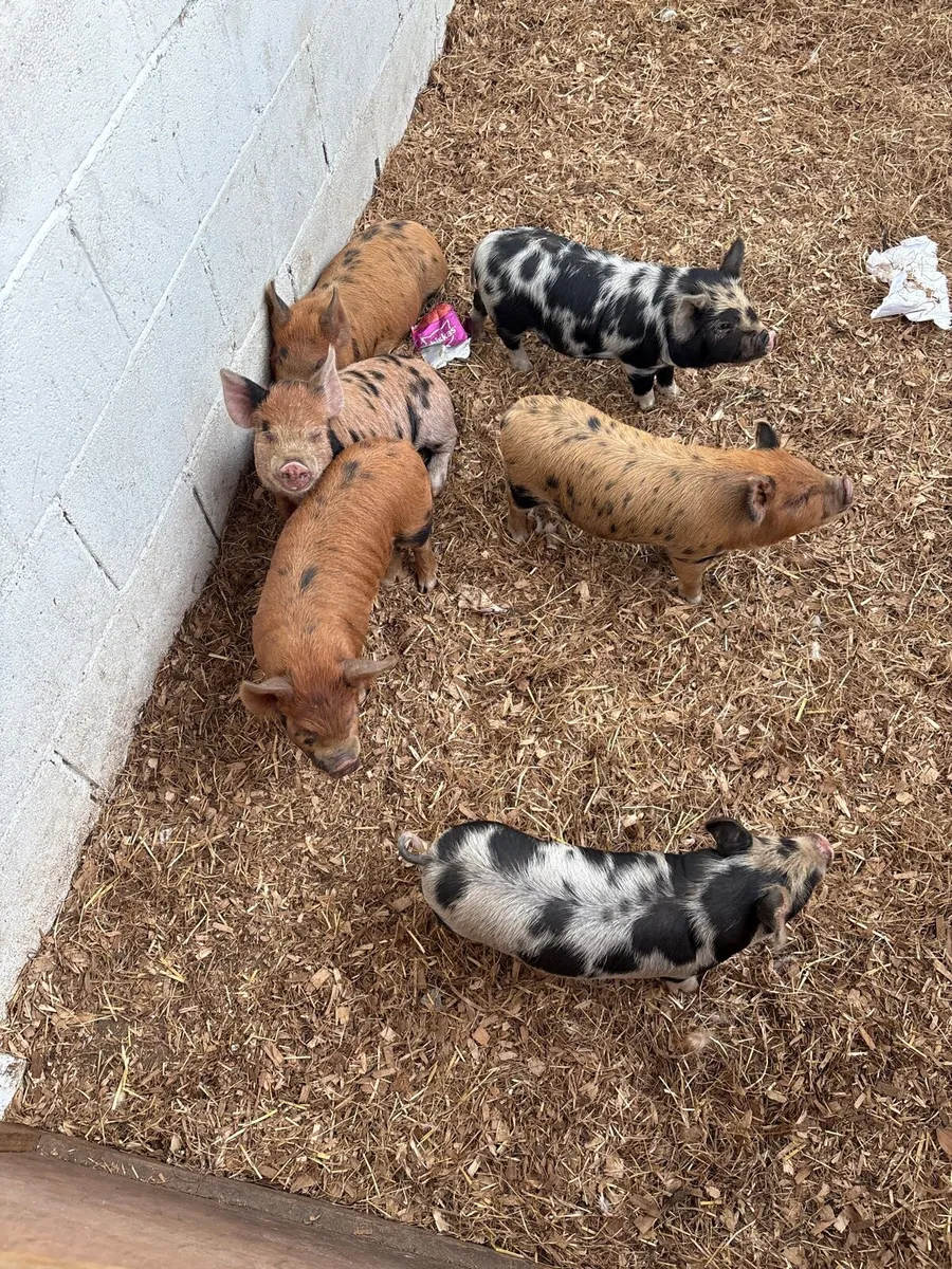Pigs - Image 2