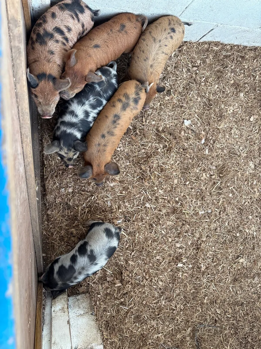 Pigs - Image 3