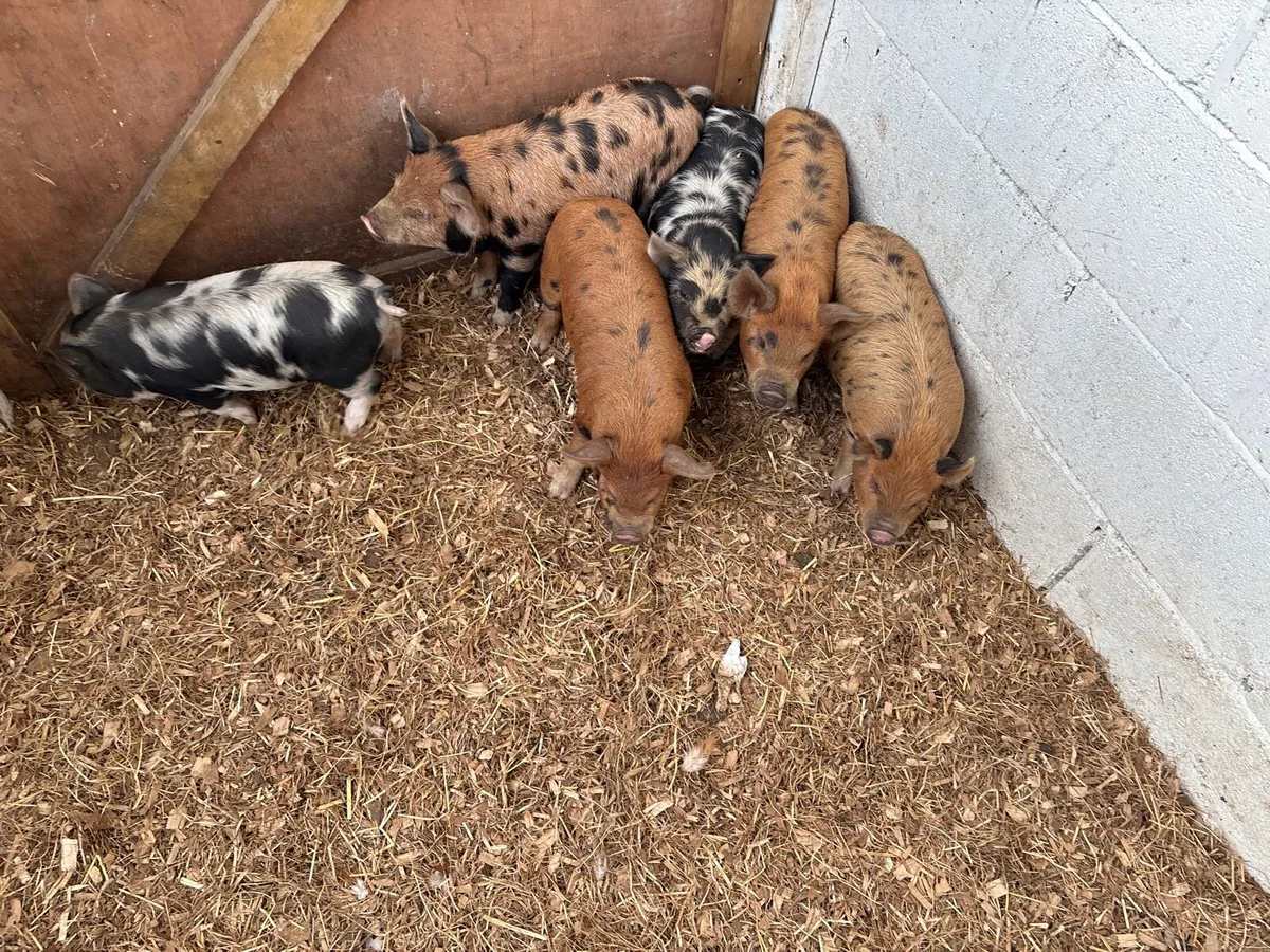 Pigs - Image 4
