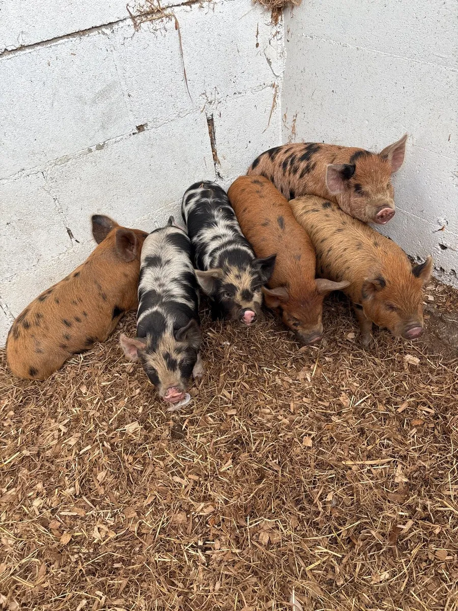 Pigs - Image 1