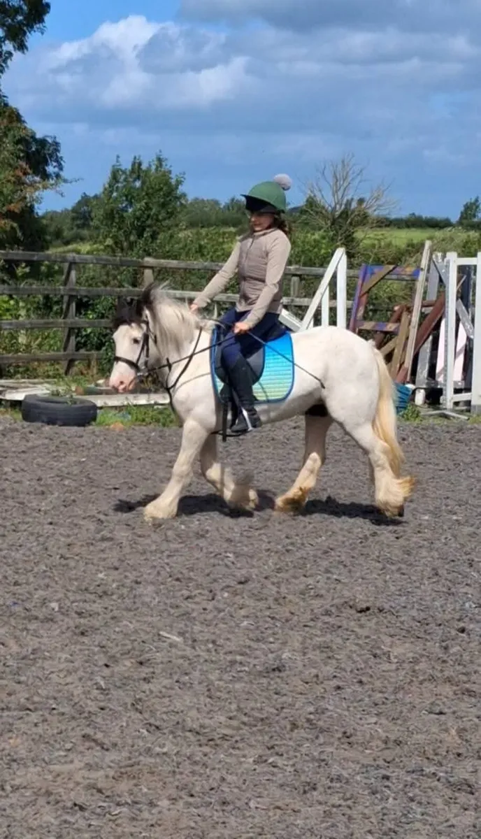 12hh 6yo mini cob mare. - Image 1