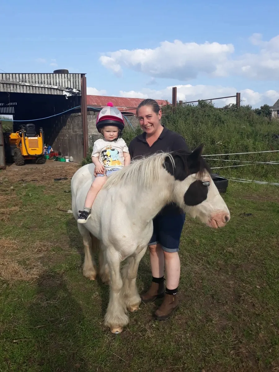 12hh 6yo mini cob mare. - Image 3