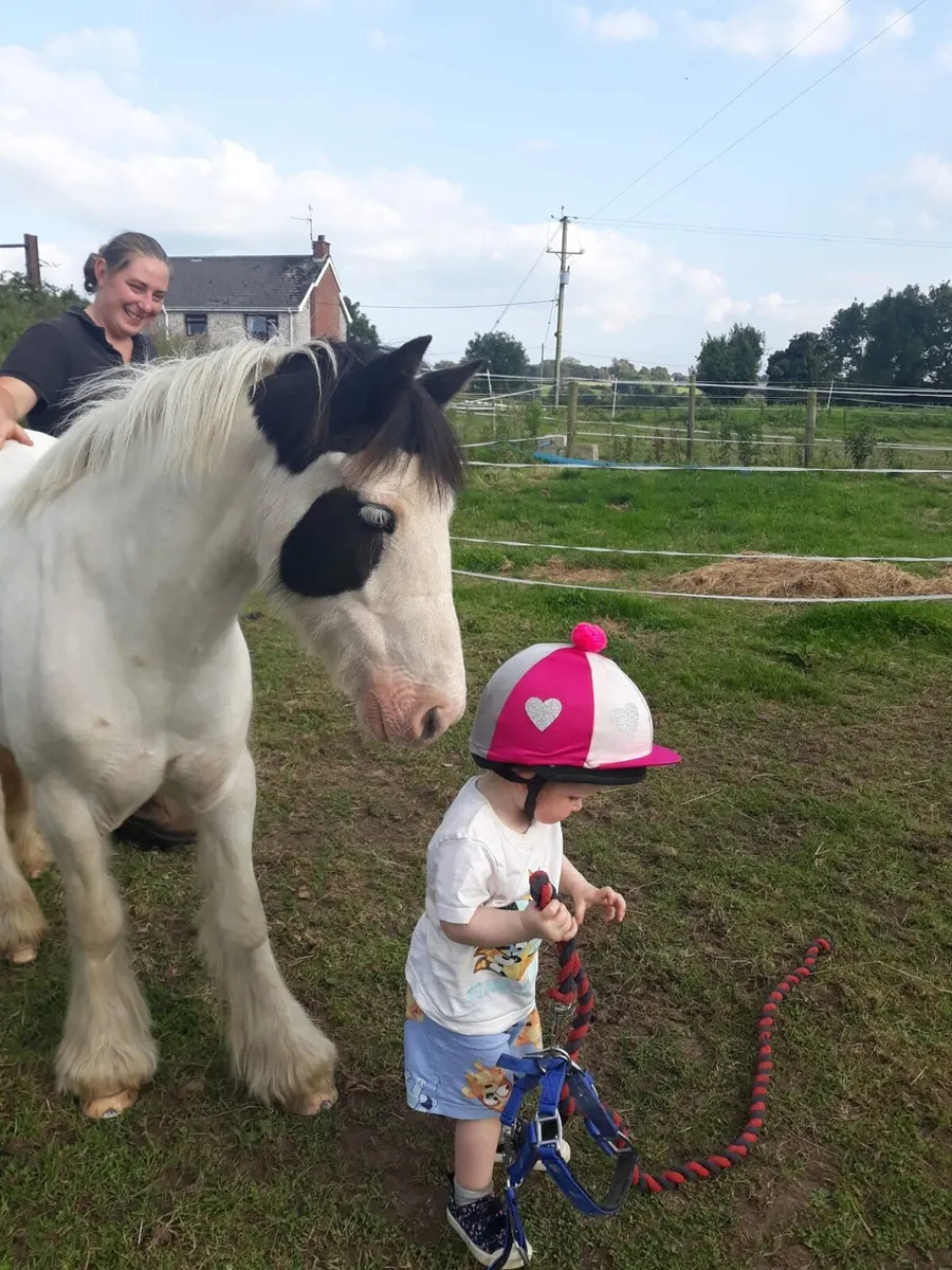 12hh 6yo mini cob mare. - Image 4