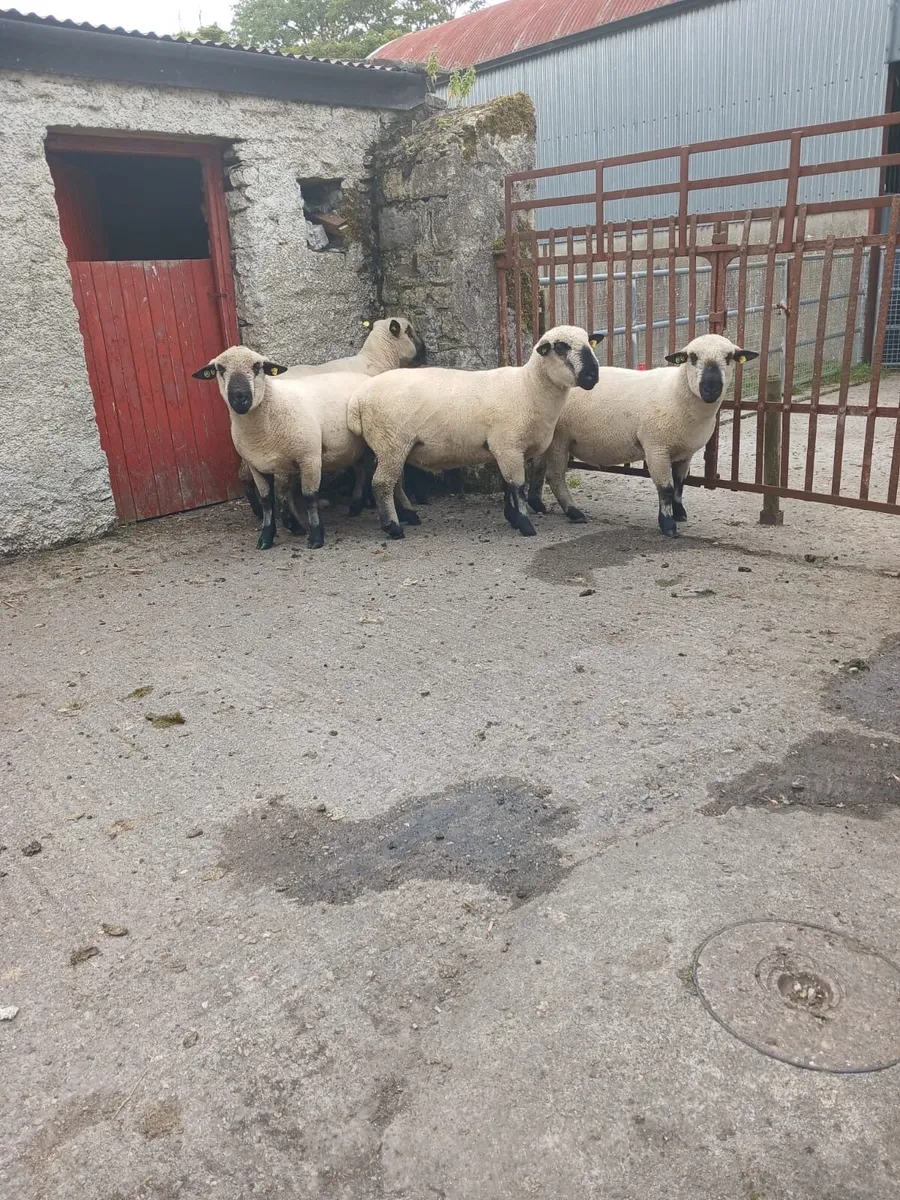 Selection of Pedigree rams - Image 1