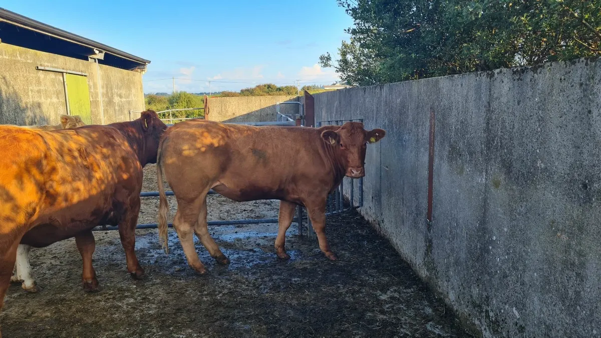 Heifers - Image 4