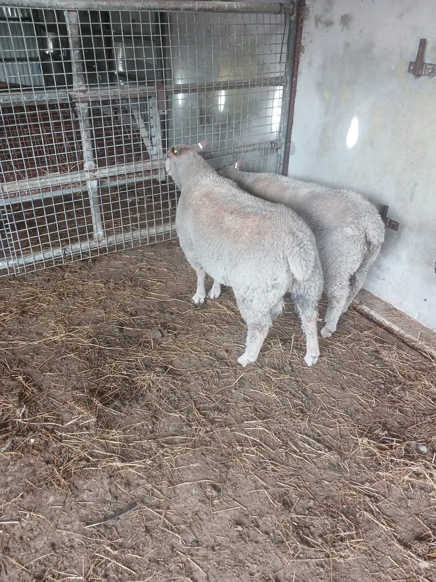 Selection of Pedigree rams - Image 4