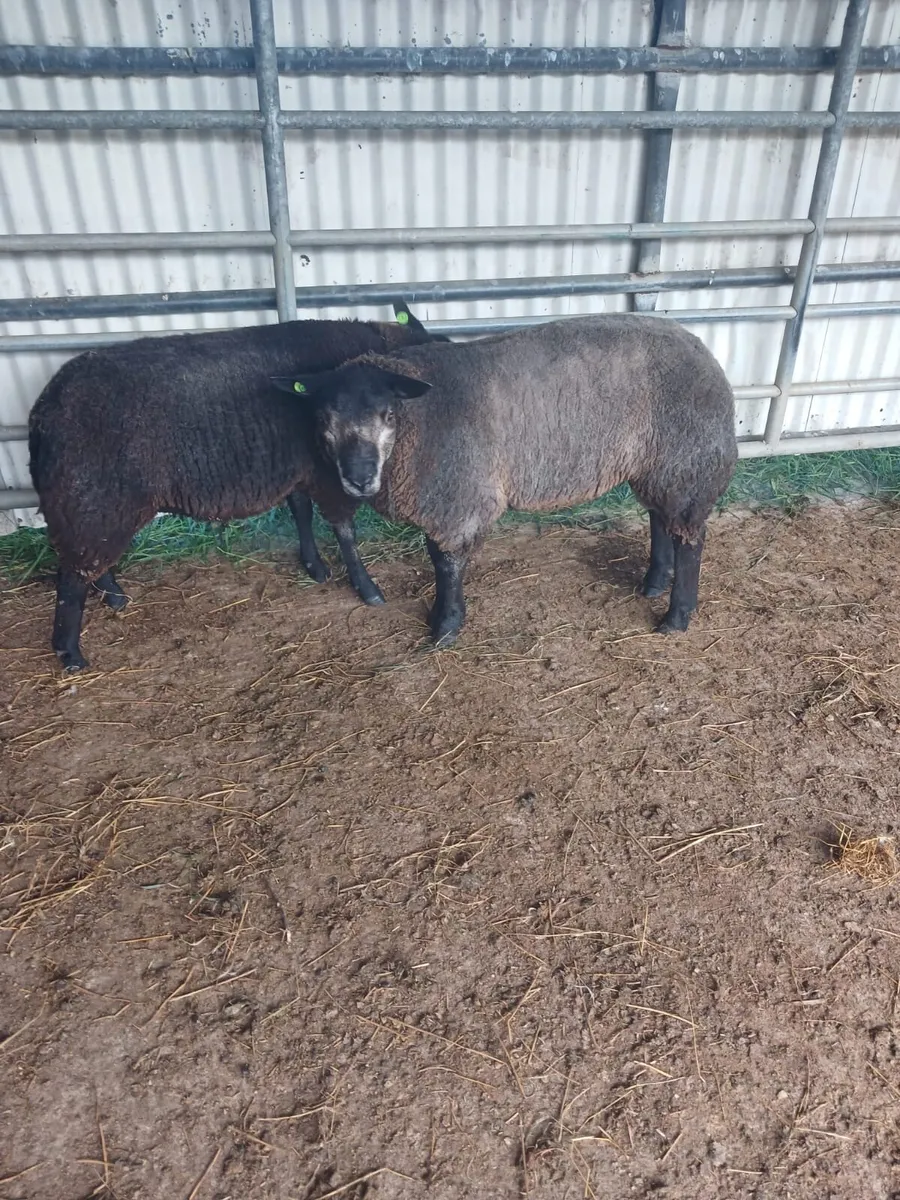 Selection of Pedigree rams - Image 2
