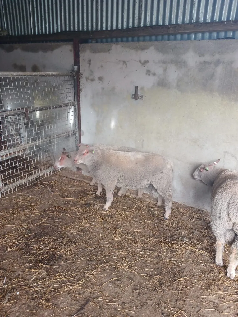Selection of Pedigree rams - Image 3