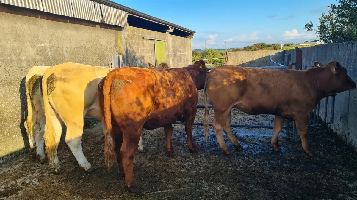 Heifers - Image 1