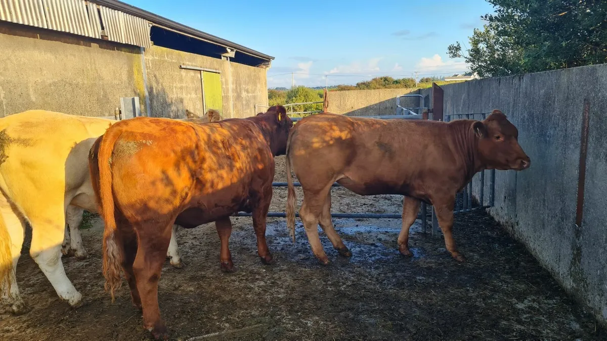 Heifers - Image 2