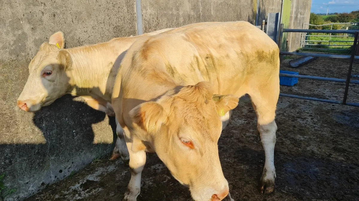 Heifers - Image 3