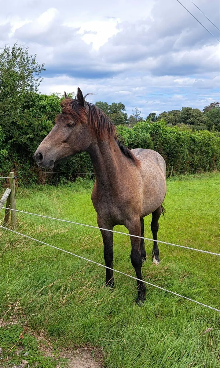 Traditional Class A Irish Draught Gelding - Image 1