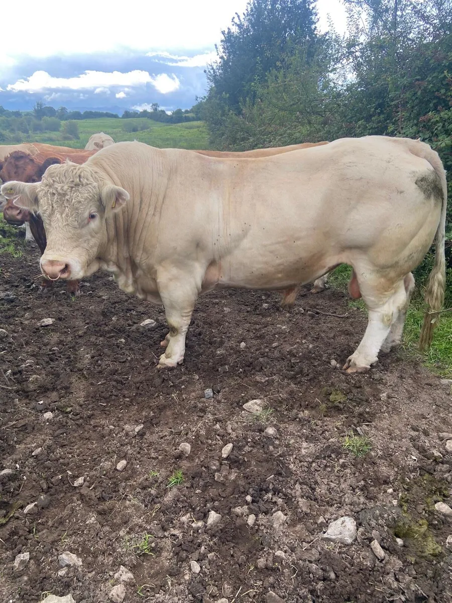 Charolais bull - Image 1