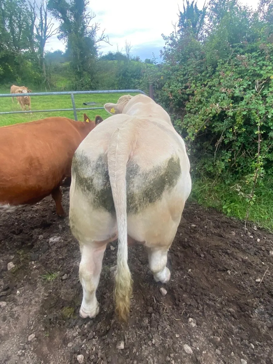 Charolais bull - Image 2