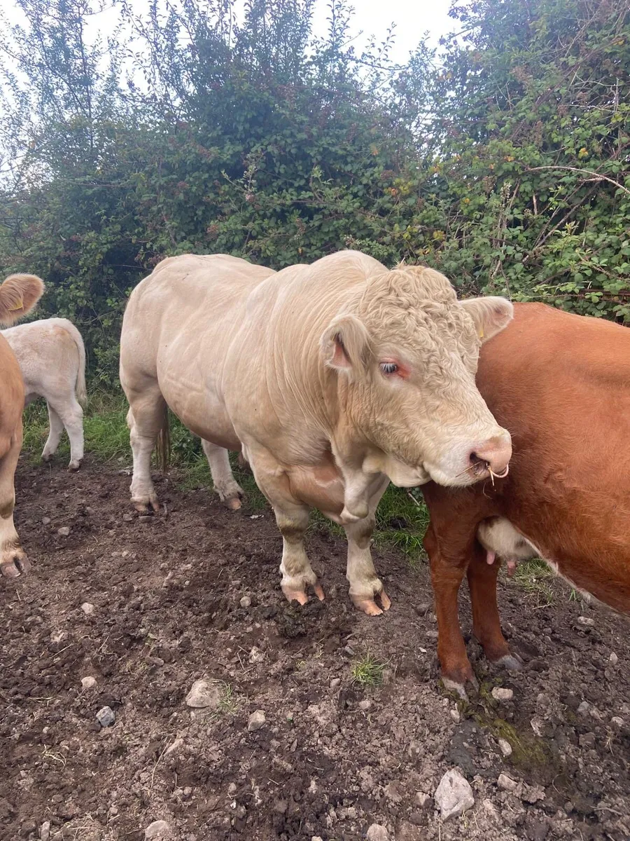Charolais bull - Image 3