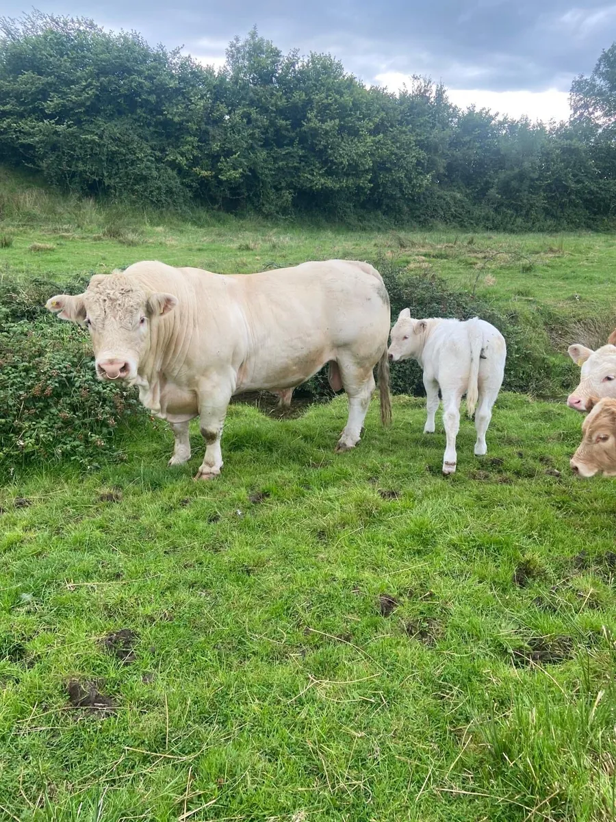 Charolais bull - Image 4