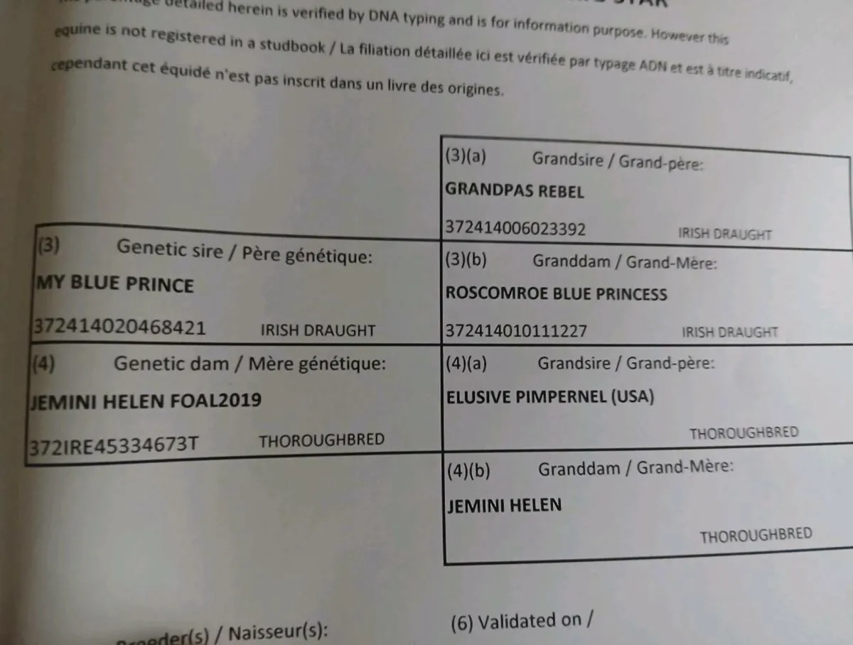 2 year old gelding - Image 2