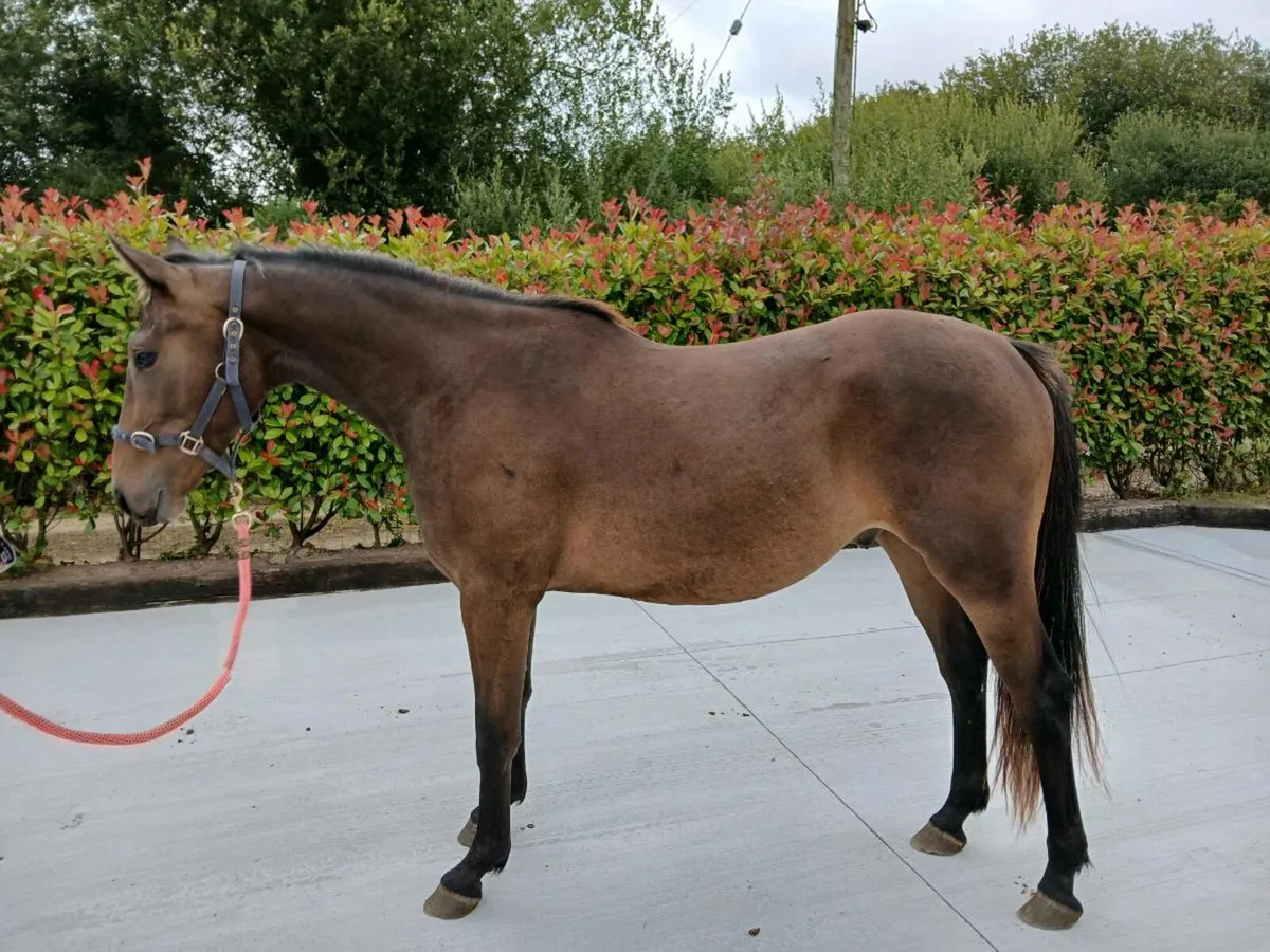 2 year old gelding - Image 4