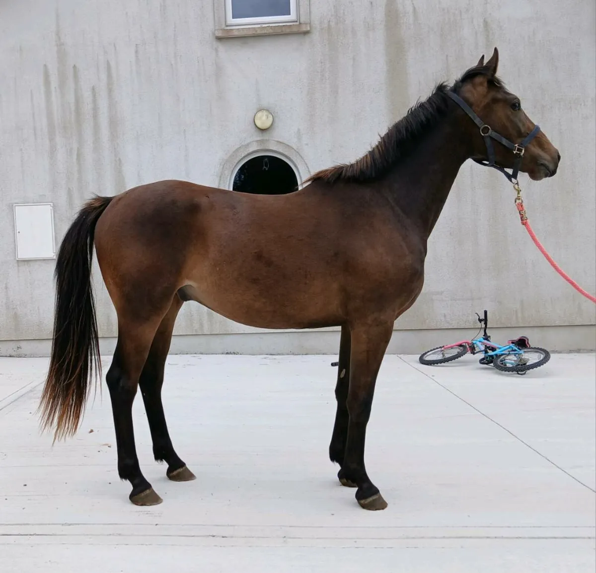 2 year old gelding - Image 1