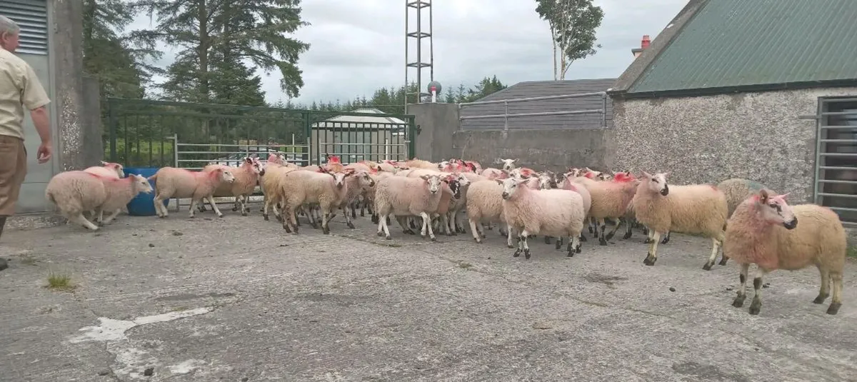 50 ewe lambs mule x and hilltex cross - Image 1