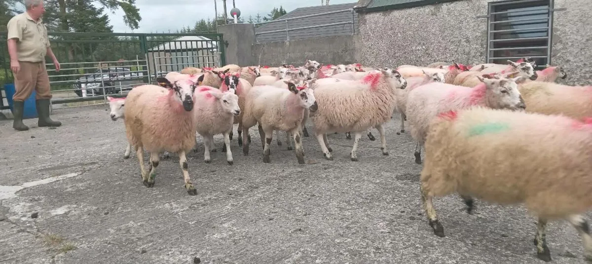 50 ewe lambs mule x and hilltex cross - Image 2