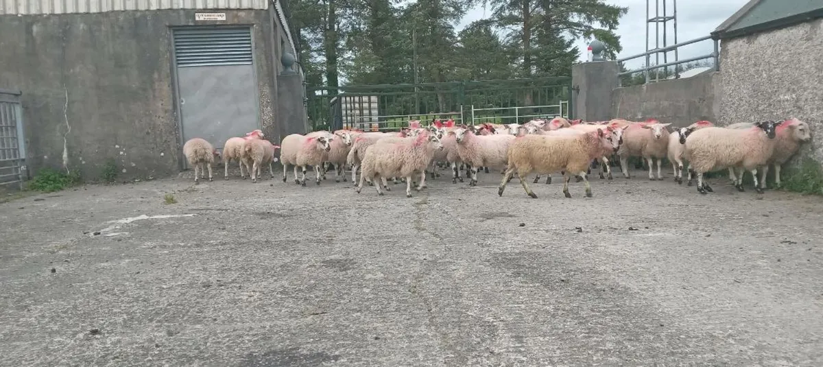 50 ewe lambs mule x and hilltex cross - Image 3