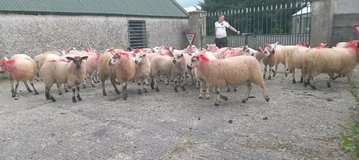 50 ewe lambs mule x and hilltex cross - Image 4