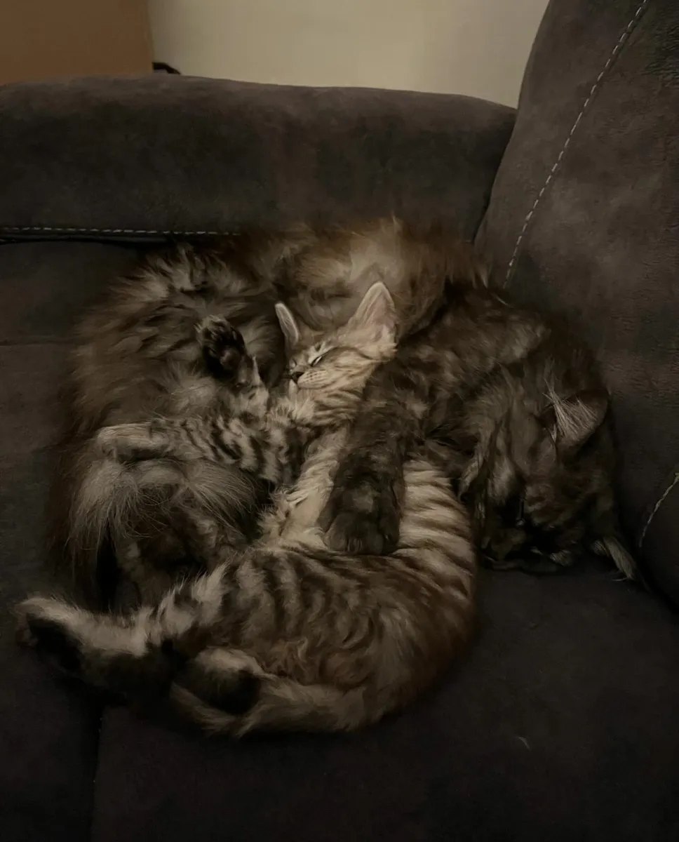 Maine coon Kitten for Sale - Image 4