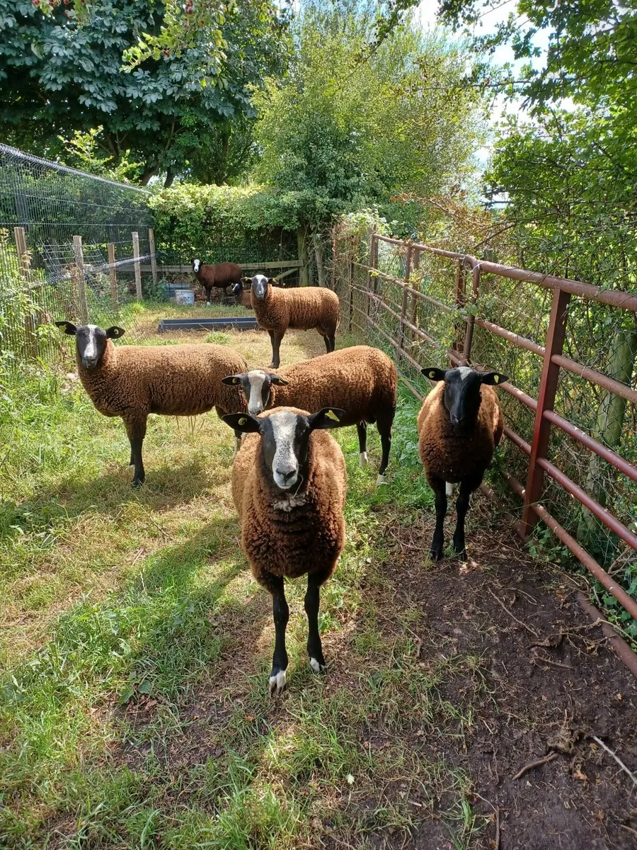 Zwartble Rams - Image 2