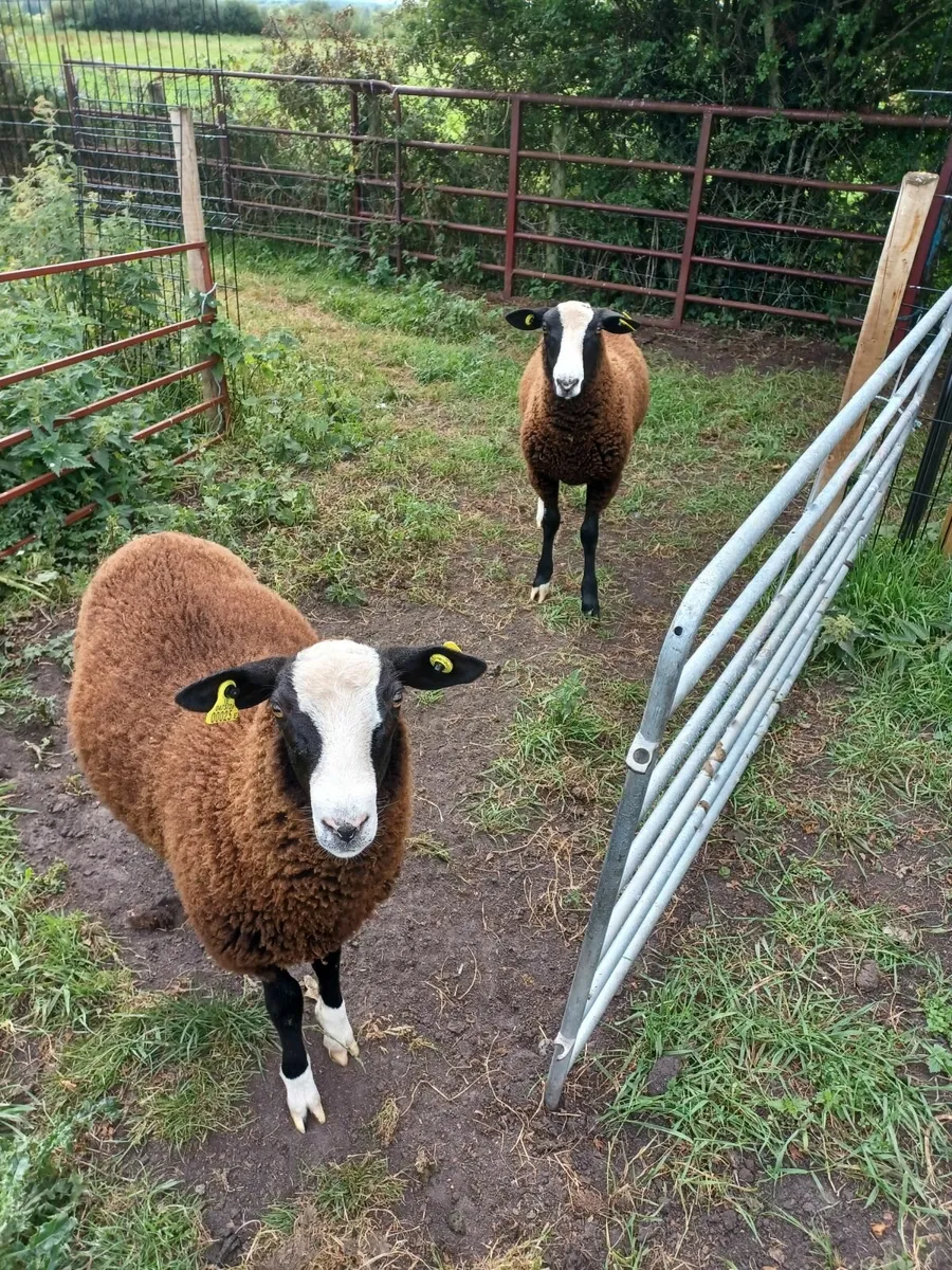 Zwartble Rams - Image 3