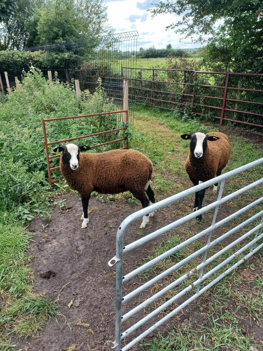 Zwartble Rams - Image 4