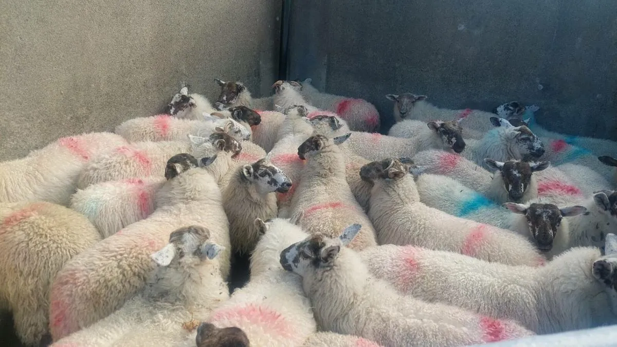 Abberfield Ewe Lambs - Image 1