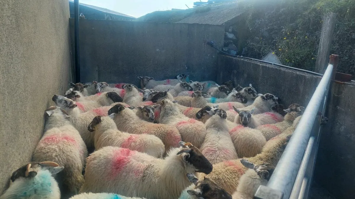 Abberfield Ewe Lambs - Image 2