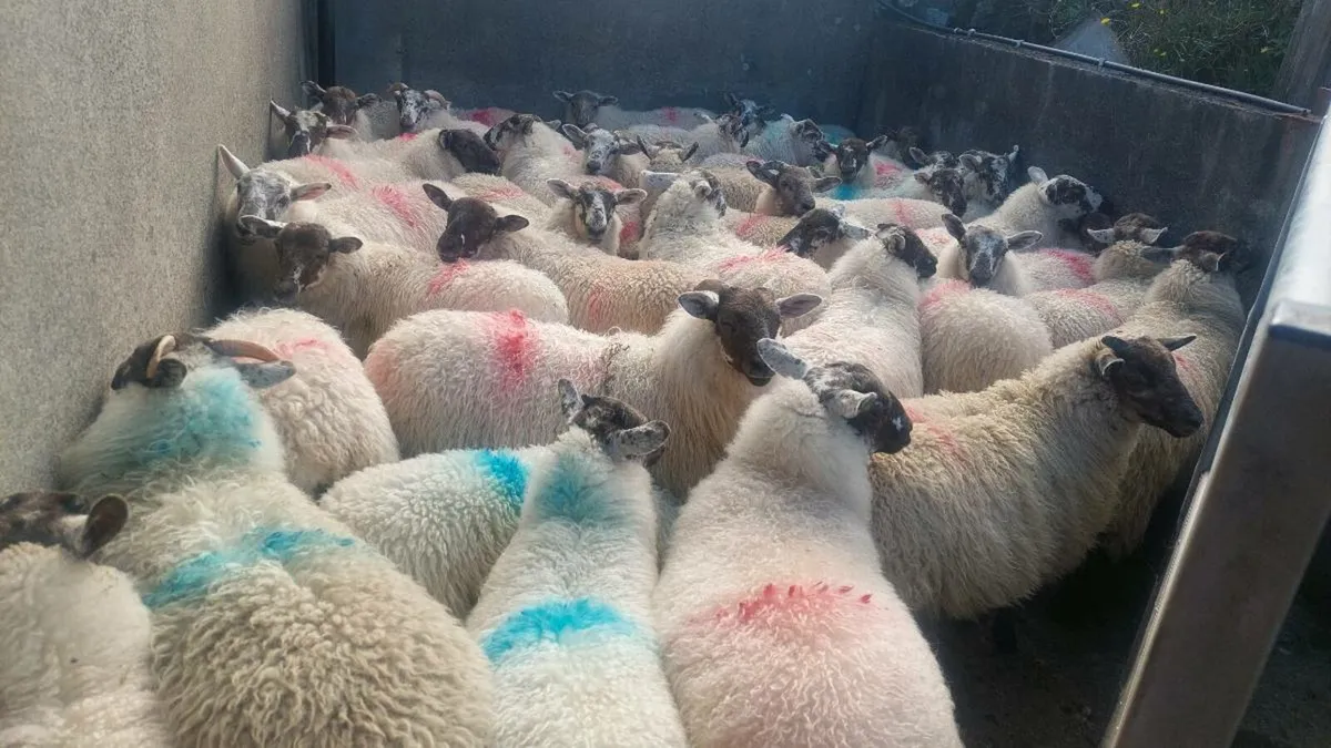Abberfield Ewe Lambs - Image 3