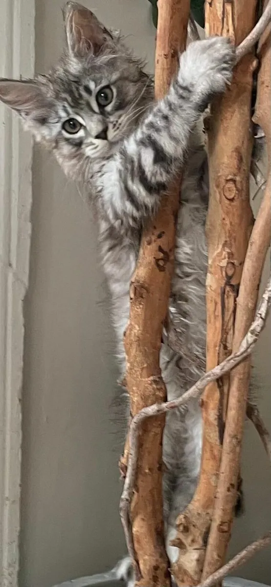 Maine coon Kitten for Sale - Image 2