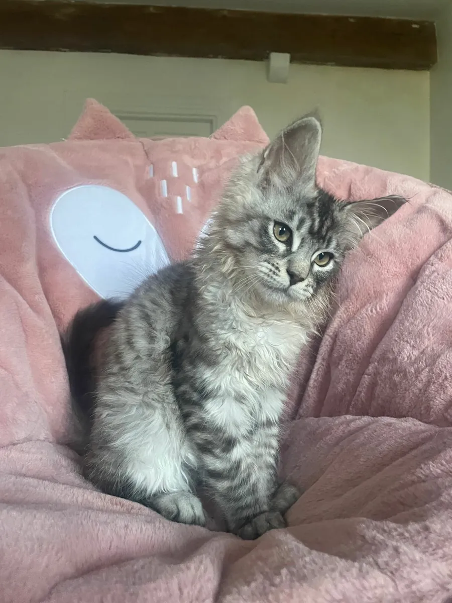 Maine coon Kitten for Sale - Image 1