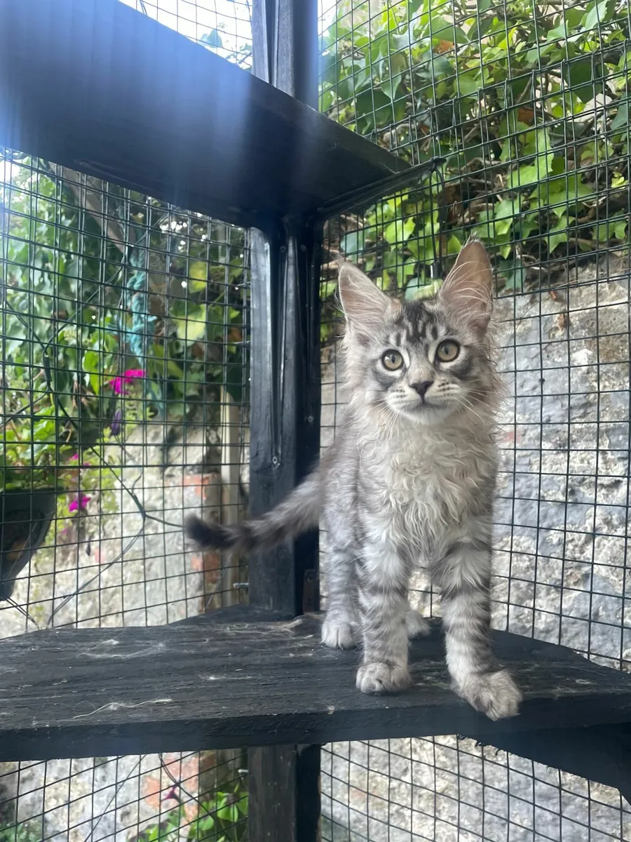 Maine coon Kitten for Sale - Image 3