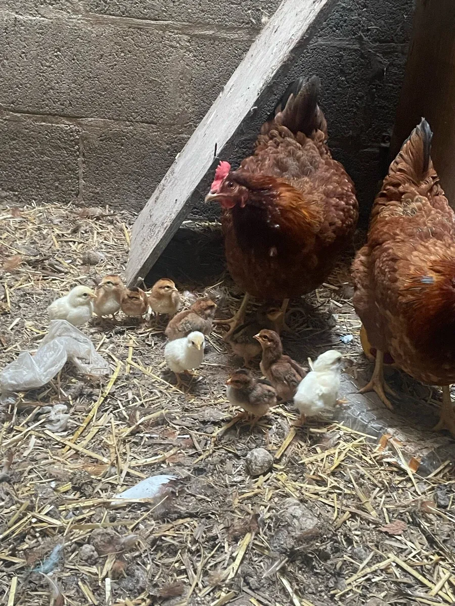 Chicken with chicks - Image 1