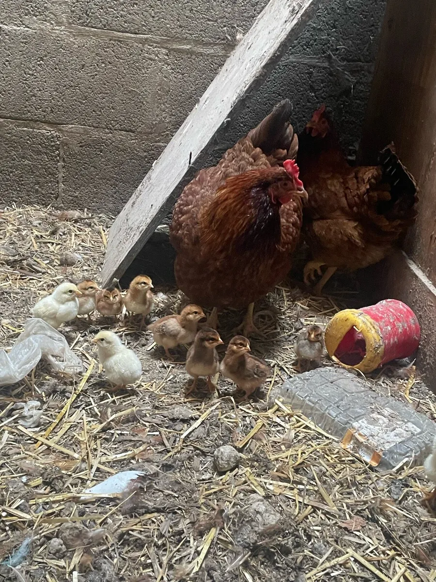 Chicken with chicks - Image 2