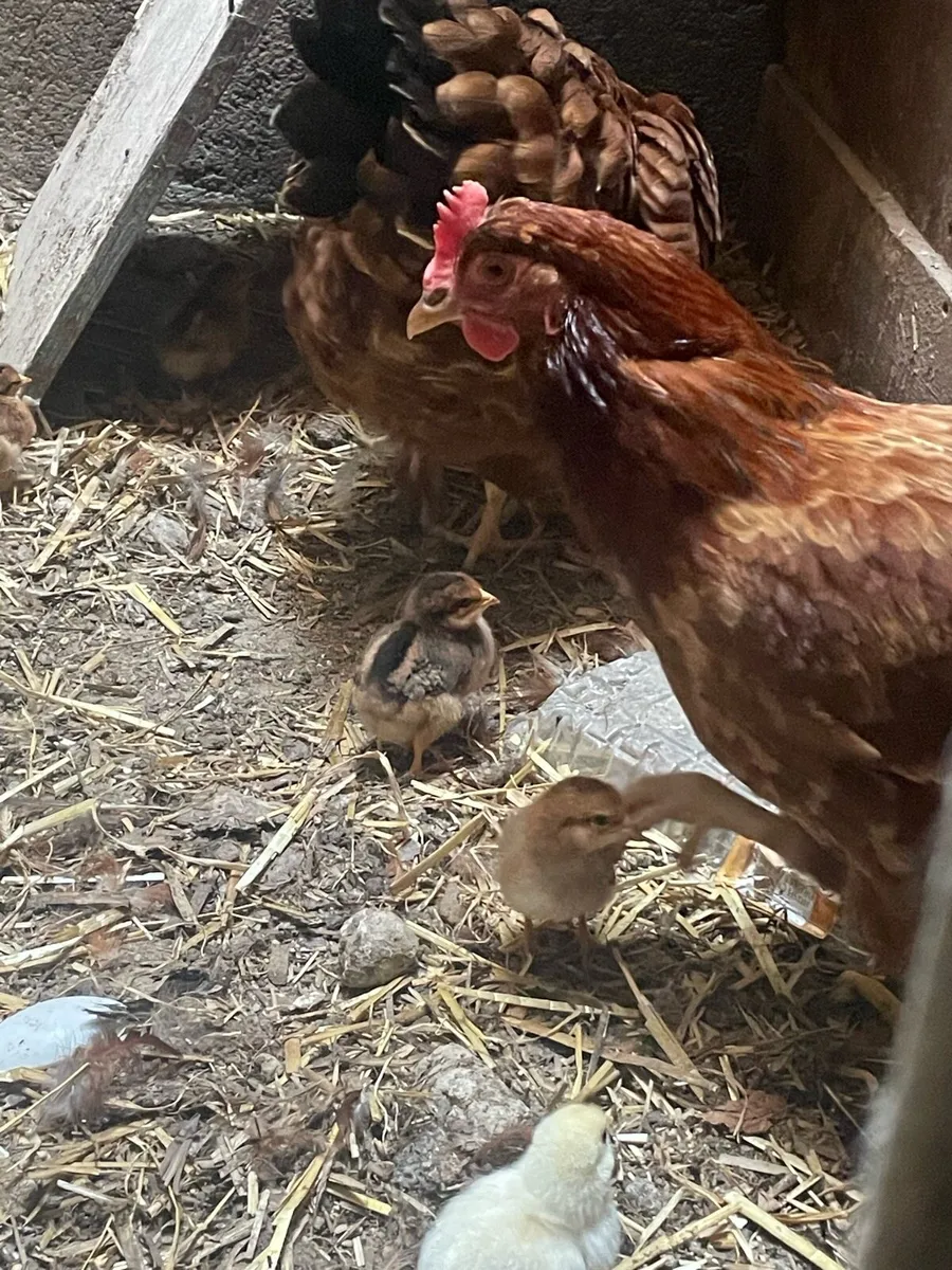 Chicken with chicks - Image 3