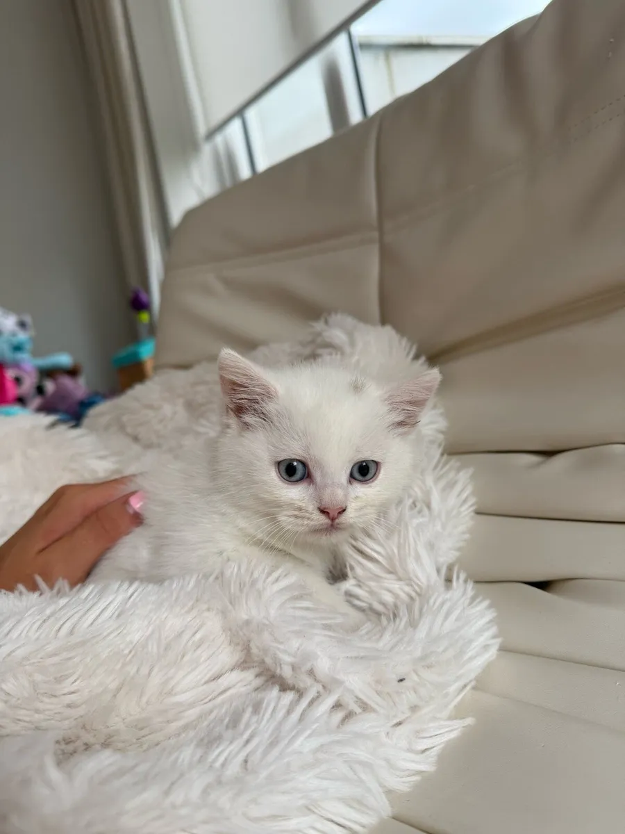 Kittens half British shorth hair - Image 1