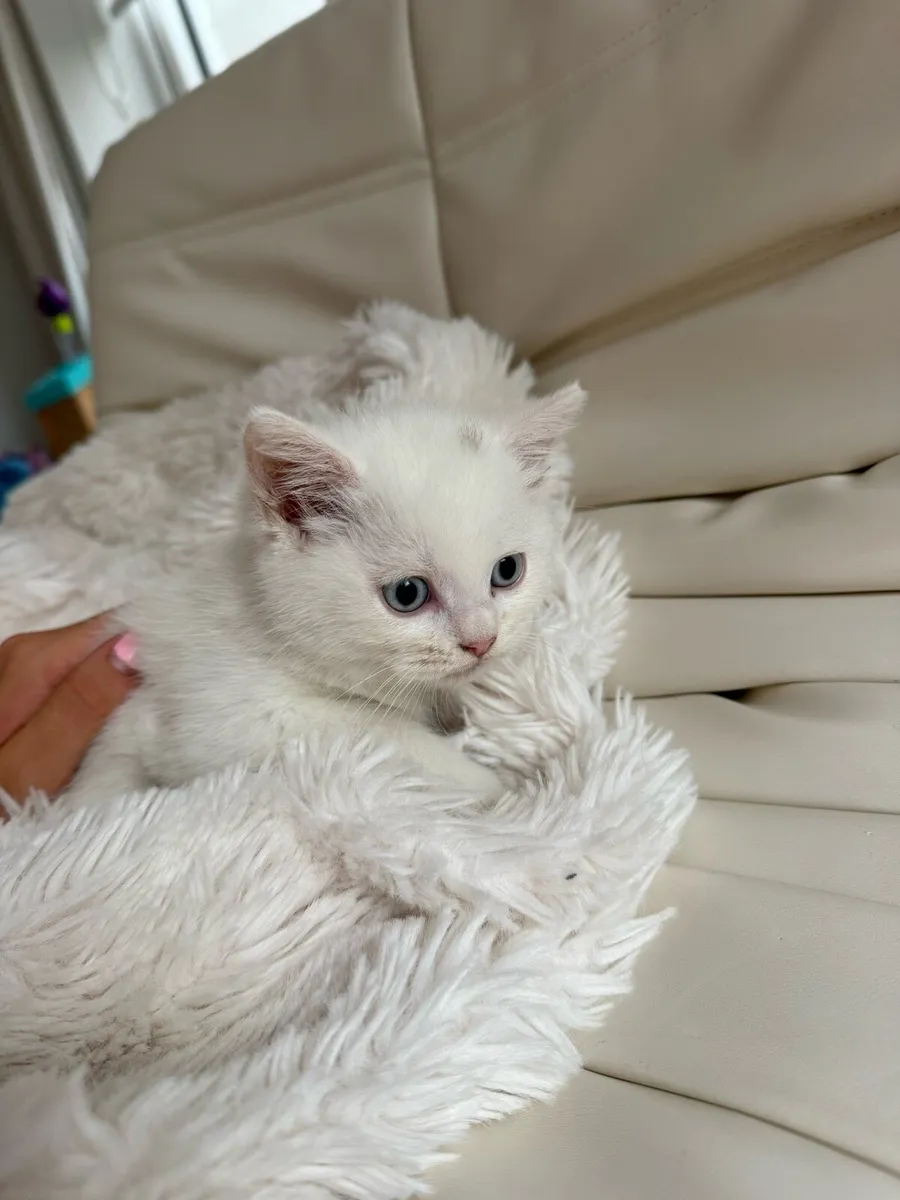 Kittens half British shorth hair - Image 2