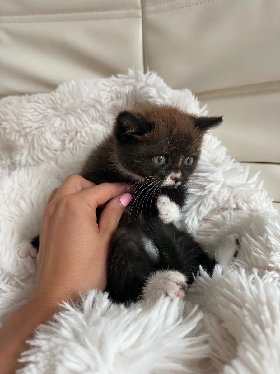 Kittens half British shorth hair - Image 3