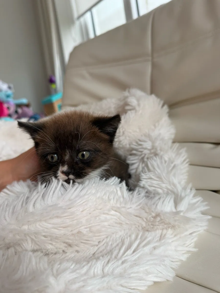 Kittens half British shorth hair - Image 4