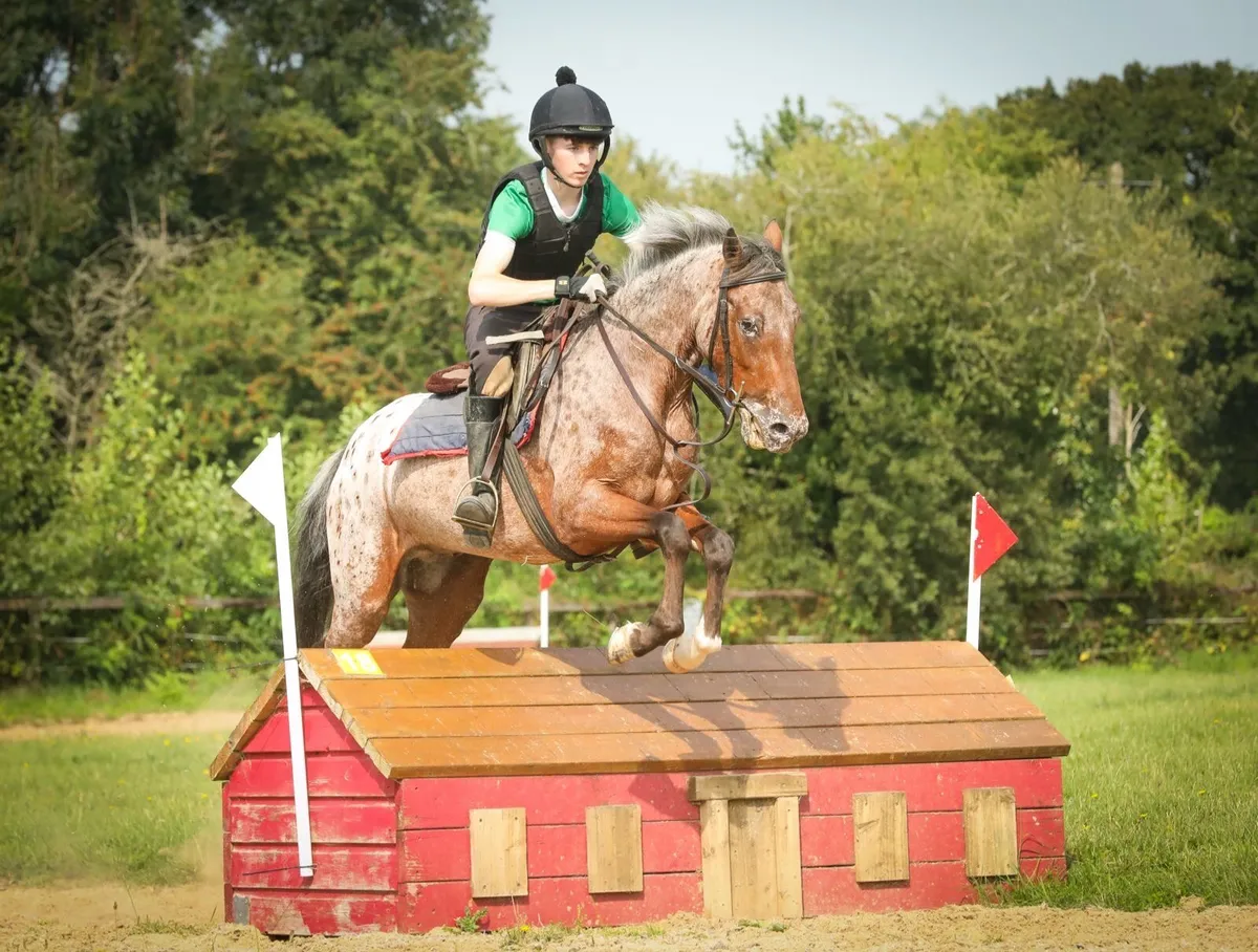 Appaloosa gelding - Image 2