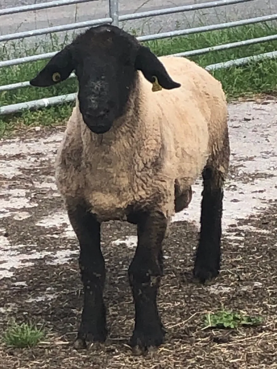 Sheep - Image 1