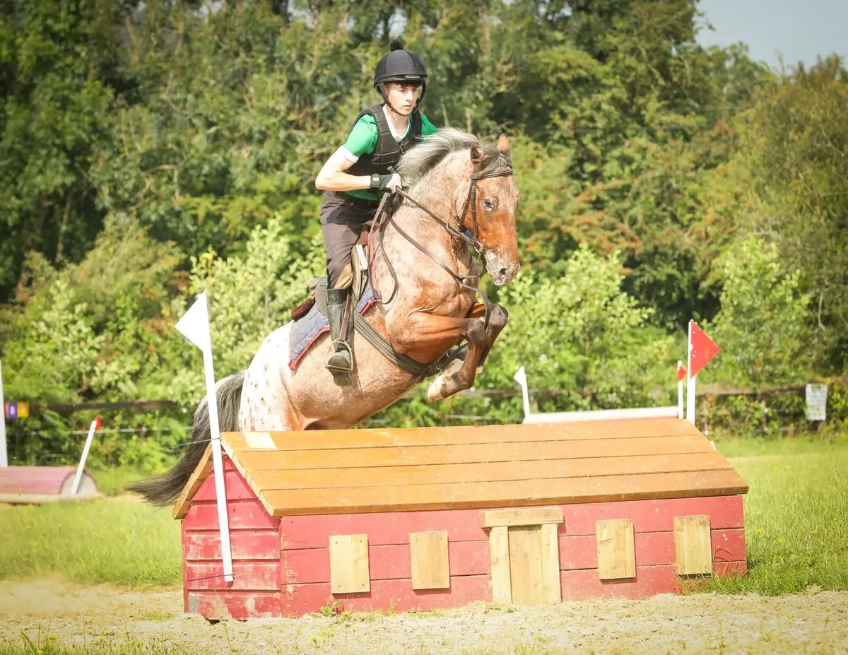 Appaloosa gelding - Image 3