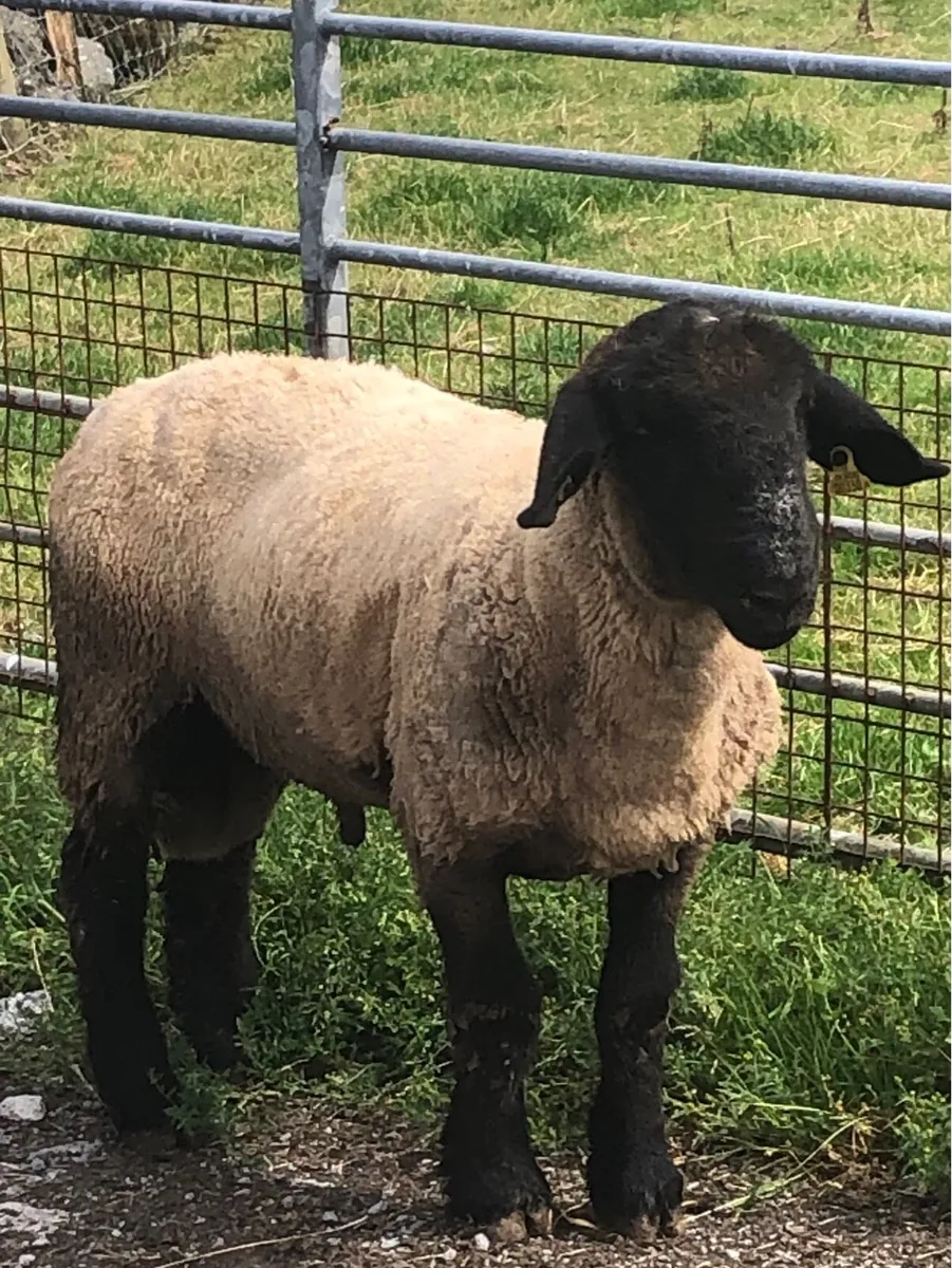 Sheep - Image 2