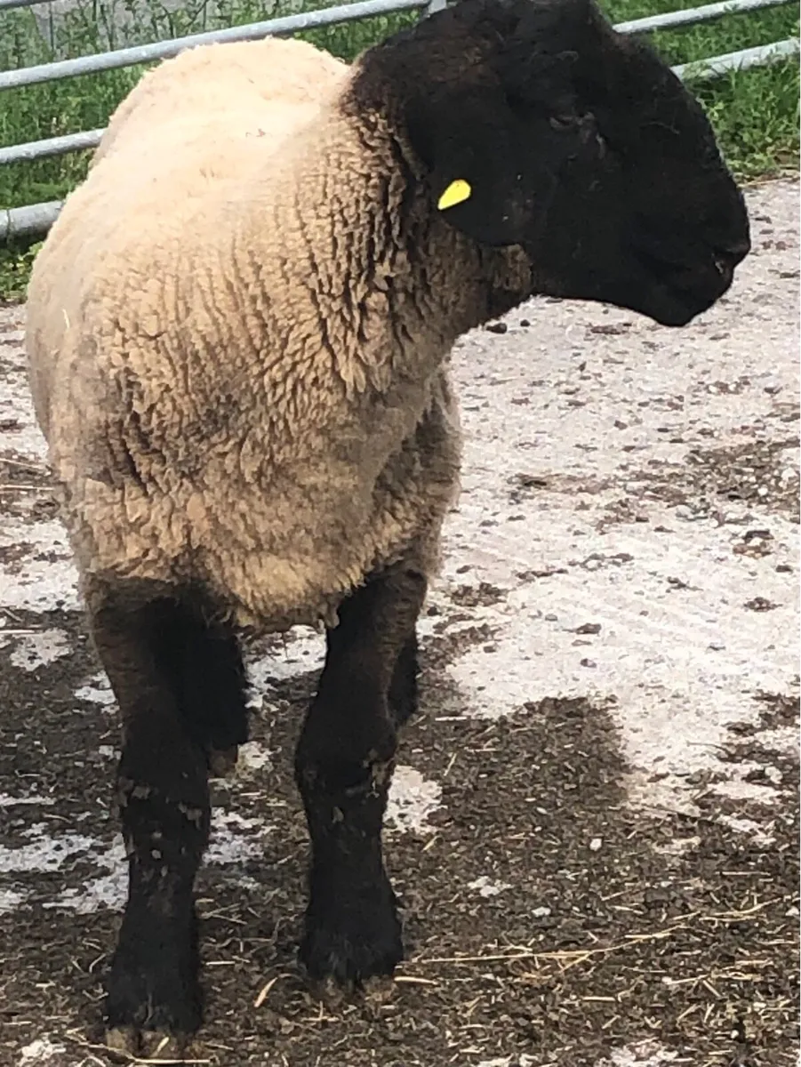 Sheep - Image 3